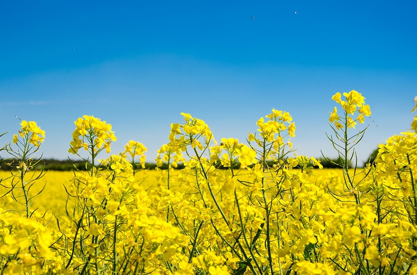 no-incentivi-alimenti-come-biocarburanti
