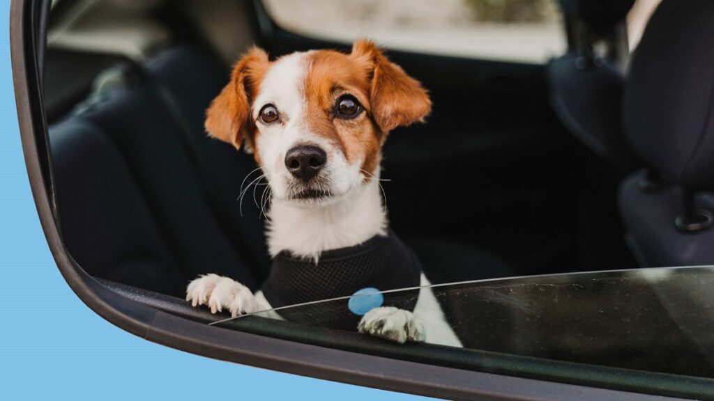 Viaggiare con gli animali in sicurezza