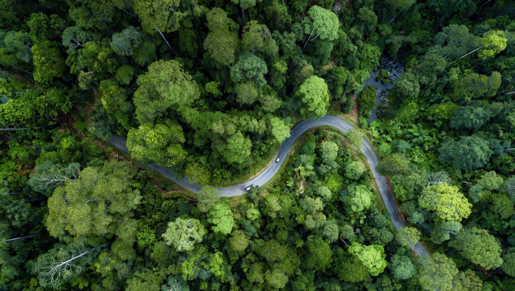 Aerial View of a Winding Road Through a Lush Green Forest Showing Dense Trees and Sunlight Filtering Through the Canopy Creating a Serene Natural Landscape